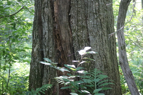 Quercus × schuettei, photograph 6