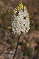Bulbinella eburniflora