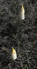 Bulbinella eburniflora