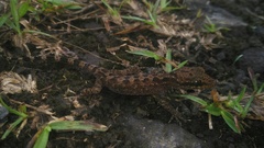 Cyrtodactylus marmoratus