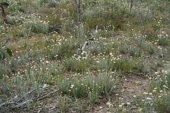 Chrysocephalum baxteri