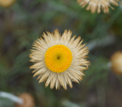 Chrysocephalum baxteri