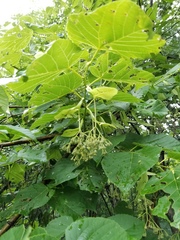Tilia americana caroliniana