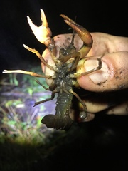 Procambarus rogersi