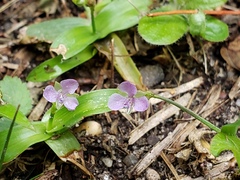 Murdannia keisak