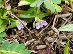 Murdannia keisak
