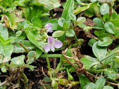 Murdannia keisak