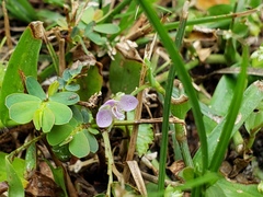 Murdannia keisak