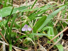 Murdannia keisak