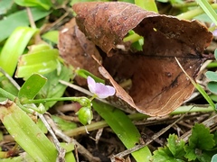 Murdannia keisak
