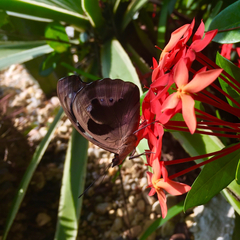 Catonephele numilia esite