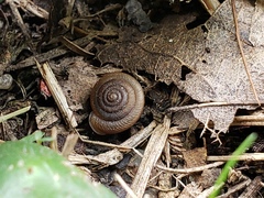 Polygyrinae