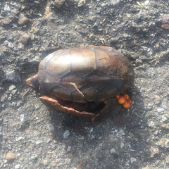 Kinosternon scorpioides scorpioides