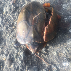 Kinosternon scorpioides scorpioides