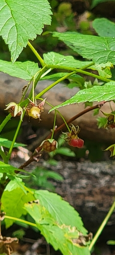 Rubus idaeus iNat (2)