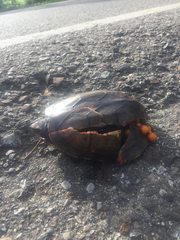 Kinosternon scorpioides scorpioides