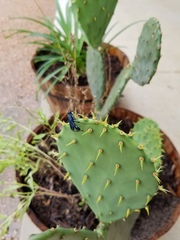 Chalybion zimmermanni