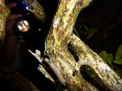 Sphaerodactylus sabanus