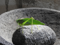 Microcentrum syntechnoides