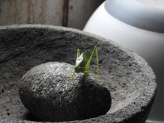 Microcentrum syntechnoides