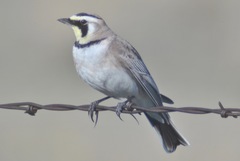 Eremophila alpestris leucolaema