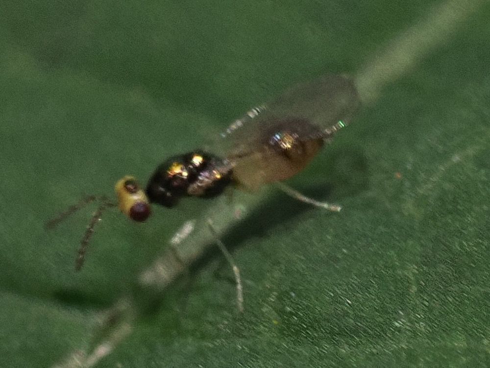 Wasp