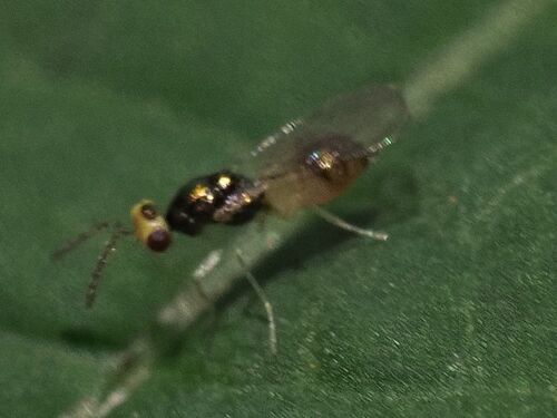 Wasp