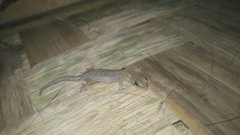 Hemiphyllodactylus typus