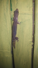 Hemiphyllodactylus typus
