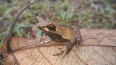 Megophrys montana