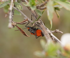 Melanerythrus mactans