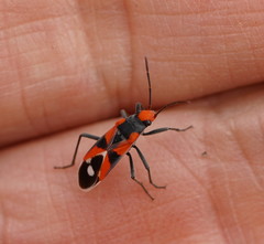 Melanerythrus mactans