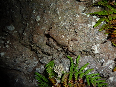 Centruroides barbudensis