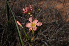 Moraea bifida