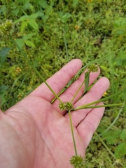 Juncus nodatus