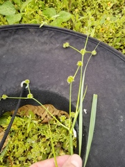 Juncus nodatus