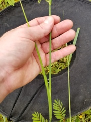 Juncus nodatus