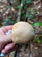 Leccinellum albellum