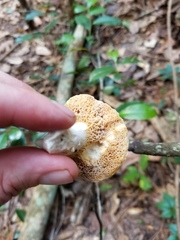 Leccinellum albellum