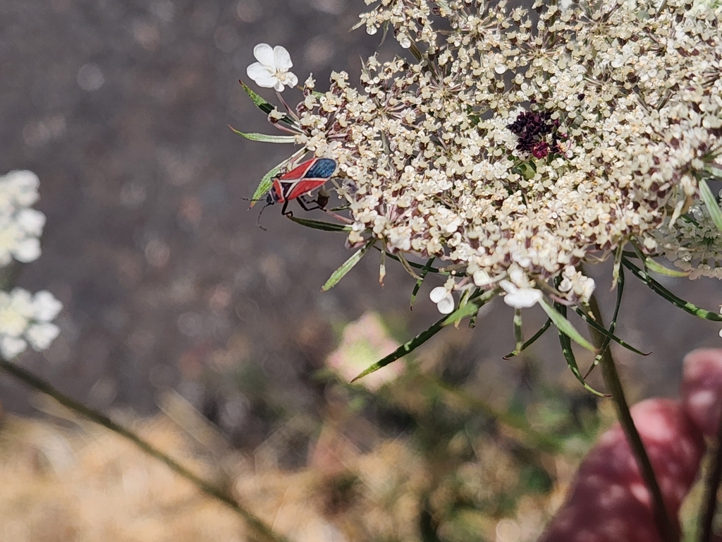 White-crossed Seed Bug from Southcenter, Tukwila, WA 98188, USA on July ...
