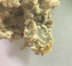 Lecanora phryganitis