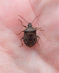 Cermatulus nasalis nasalis