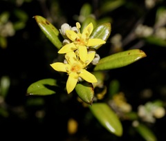 Corokia