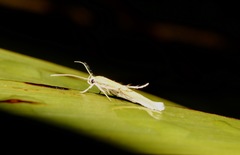 Stathmopoda skelloni