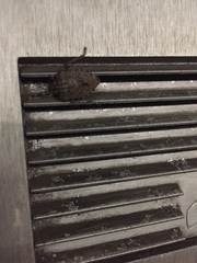 Halyomorpha halys