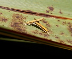 Stathmopoda skelloni