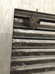 Halyomorpha halys