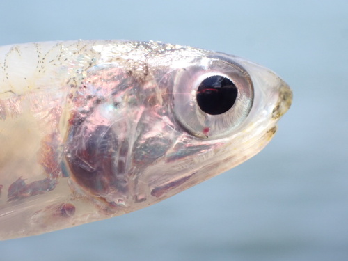 Baai-ansjovis (Anchoa mitchilli) — Engraulidae — 4