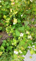 Lantana velutina