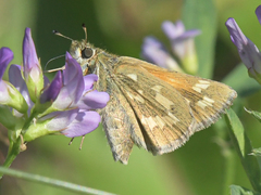 Hesperia assiniboia
